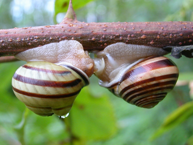 Curiosando dopo la pioggia Cepaea nemoralis